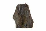 Triceratops Shed Tooth - Montana #93150-1